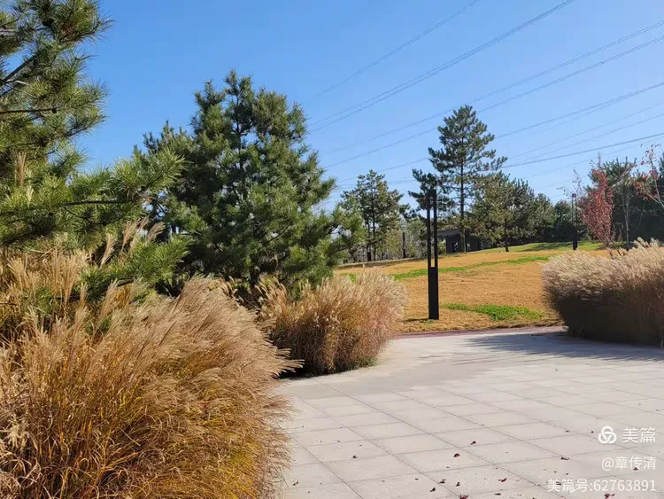 冬游曲江花影公园